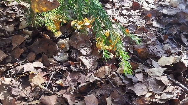 Тихая охота🍄