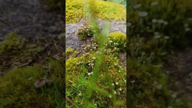 Мир мхов и лишайников в каменистом саду. смотреть онлайн