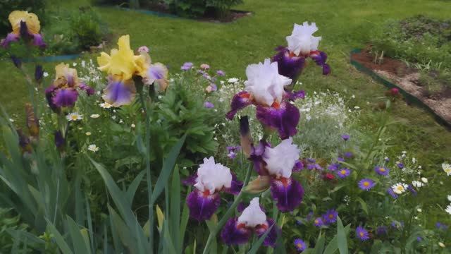 Цветы в июне на даче. Коллекция бородатых ирисов, пионы. #цветы, #виюне, #надаче, #ирисы, #пионы