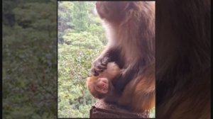 Часто встречающаяся поза у детёнышей японских макак ...  1000019132.mp4