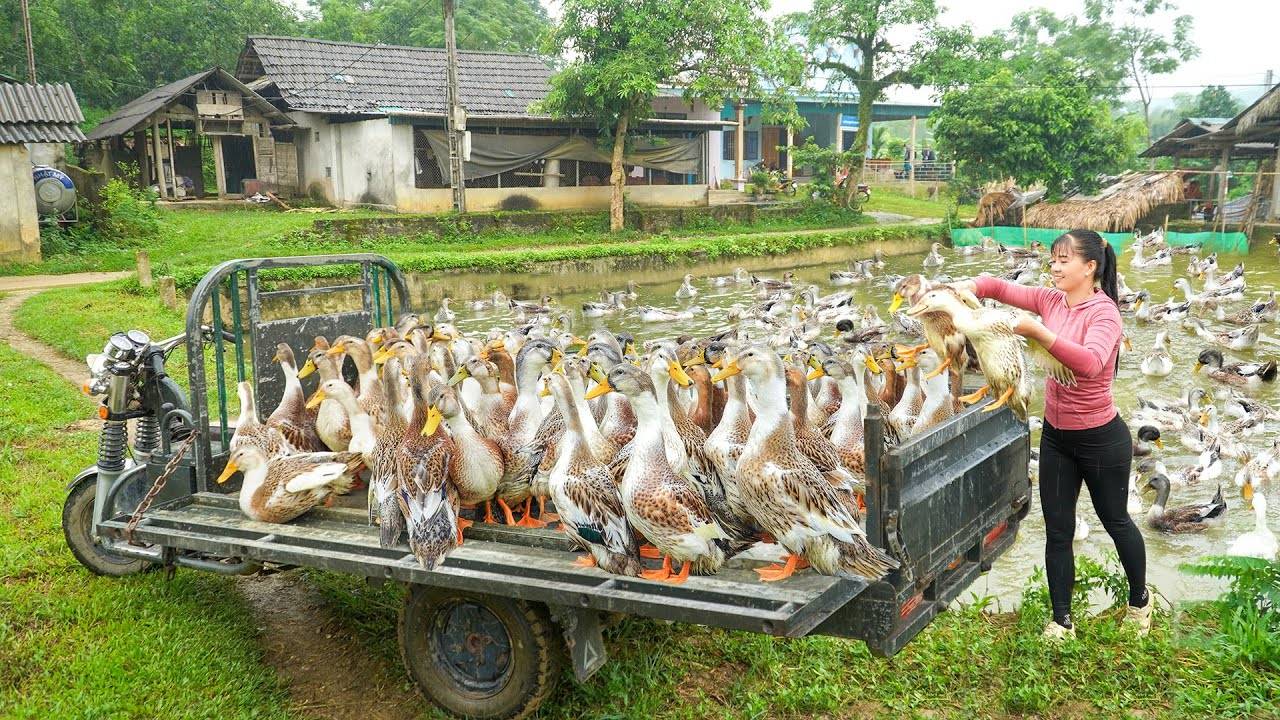 Buy Flock Of 35 Ducks From A Farmer - Use 3-Wheeled Truck Transport Many Ducks Go To Market Sell. смотреть онлайн