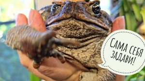 Жаба Брунгильда завелась в цветочне. Угощаю сову Ёлку и рассказываю, что там про юристов