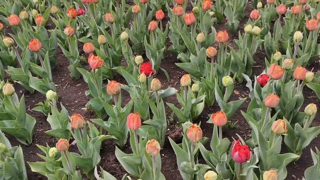 Пятигорск. Парк цветов. 2025. #пятигорск #паркцветов #пятигорск2025 #flowers #цветы #цветение смотреть онлайн