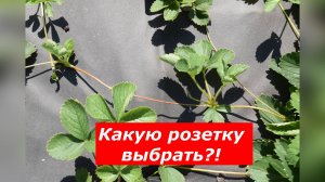 Какую розетку выбрать для размножения клубники-первую, вторую, третью?