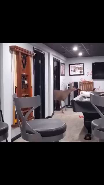 Гости смотреть онлайн