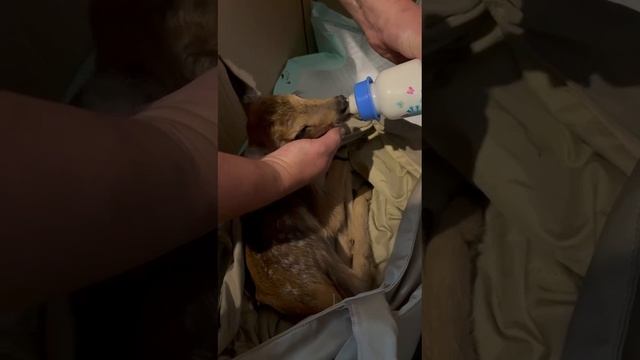 Бутылочка, забота и путь домой: история маленькой косули смотреть онлайн