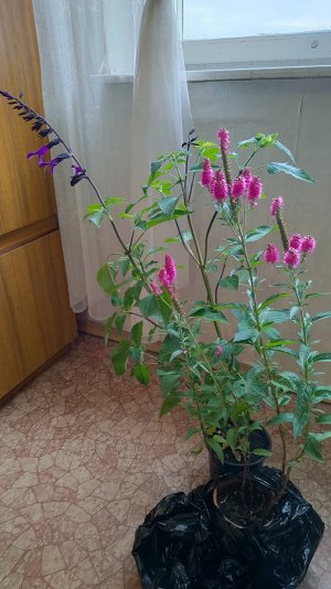 Мои покупки: вероника и сальвия 03.07.2025 г. Пятигорск