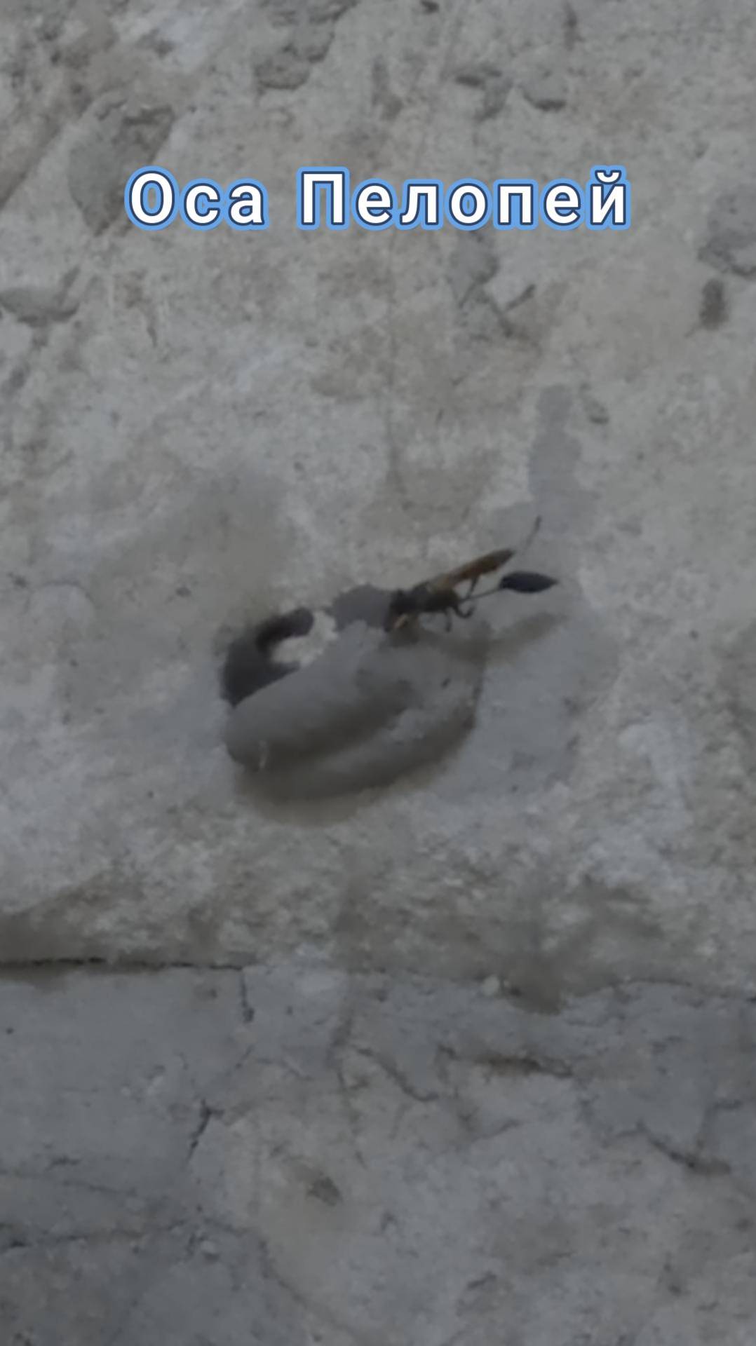 Оса Пелопей в Крыму