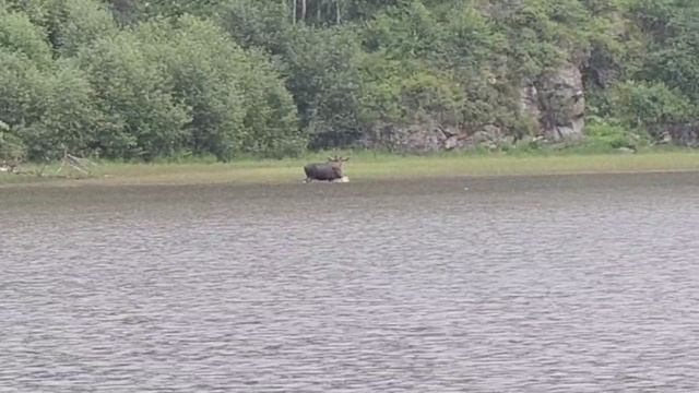 Лось в Алтайском заповеднике смотреть онлайн