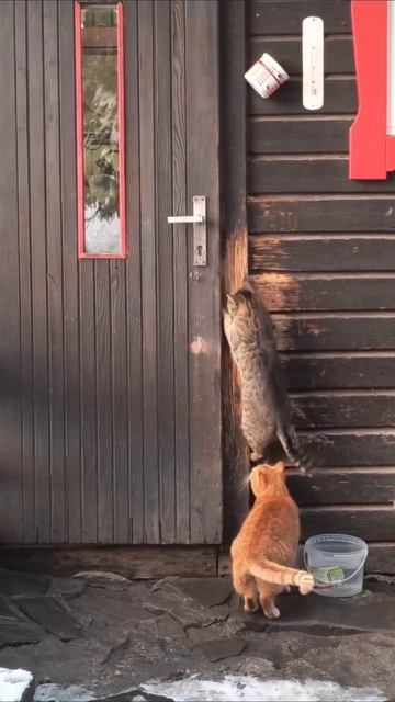 Банда пушистых берет дом смотреть онлайн