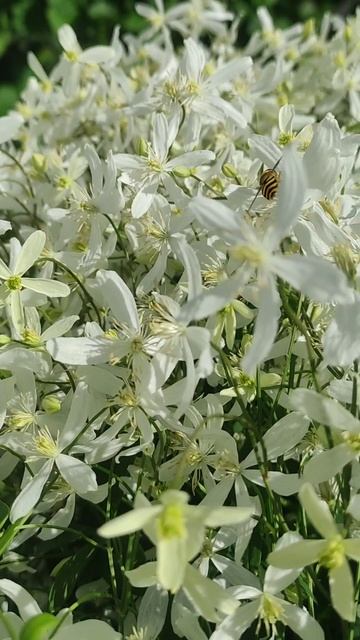 Белое облако цветов смотреть онлайн