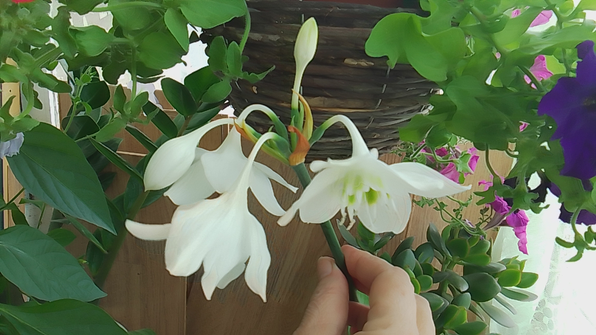 Макароны с подливой/Защита Диплома/Первый день в садике смотреть онлайн