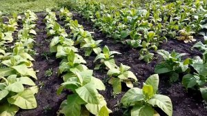 Табак и Дожди