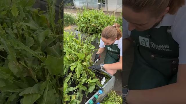 ОМОЛАЖИВАЕМ ПОСАДКИ ЗЕЛЕНИ смотреть онлайн