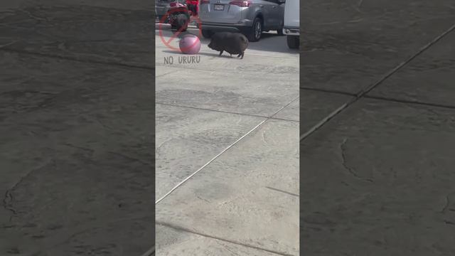 Лучшая подборка приколов: 10