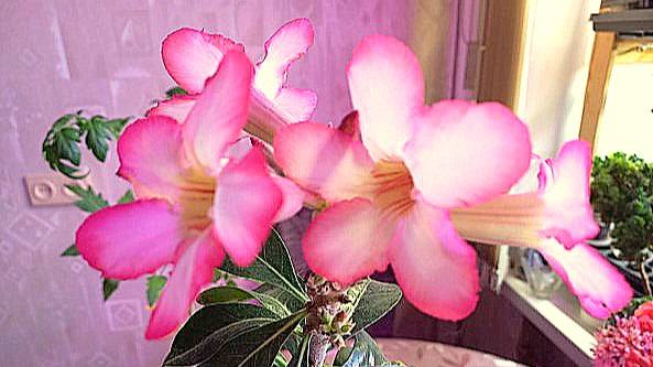 Как я заставила цвести Розу пустыни. История любви и преображения адениумов смотреть онлайн