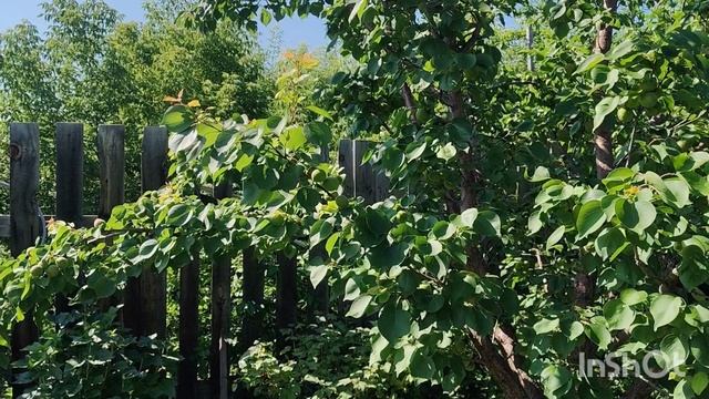 Заготовка косточек абрикоса началась. При покупке у меня черенков, набор косточек абрикоса, сливы . смотреть онлайн