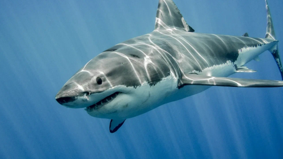 Двухголовая акула атакует 🦈