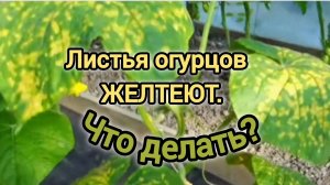 ЛИСТЬЯ ОГУРЦОВ ЖЕЛТЕЮТ. ЧТО ДЕЛАТЬ?