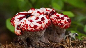 Растения, способные убить! Самые опасные растения в мире!