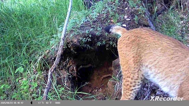 охота на рысь смотреть онлайн