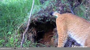 охота на рысь