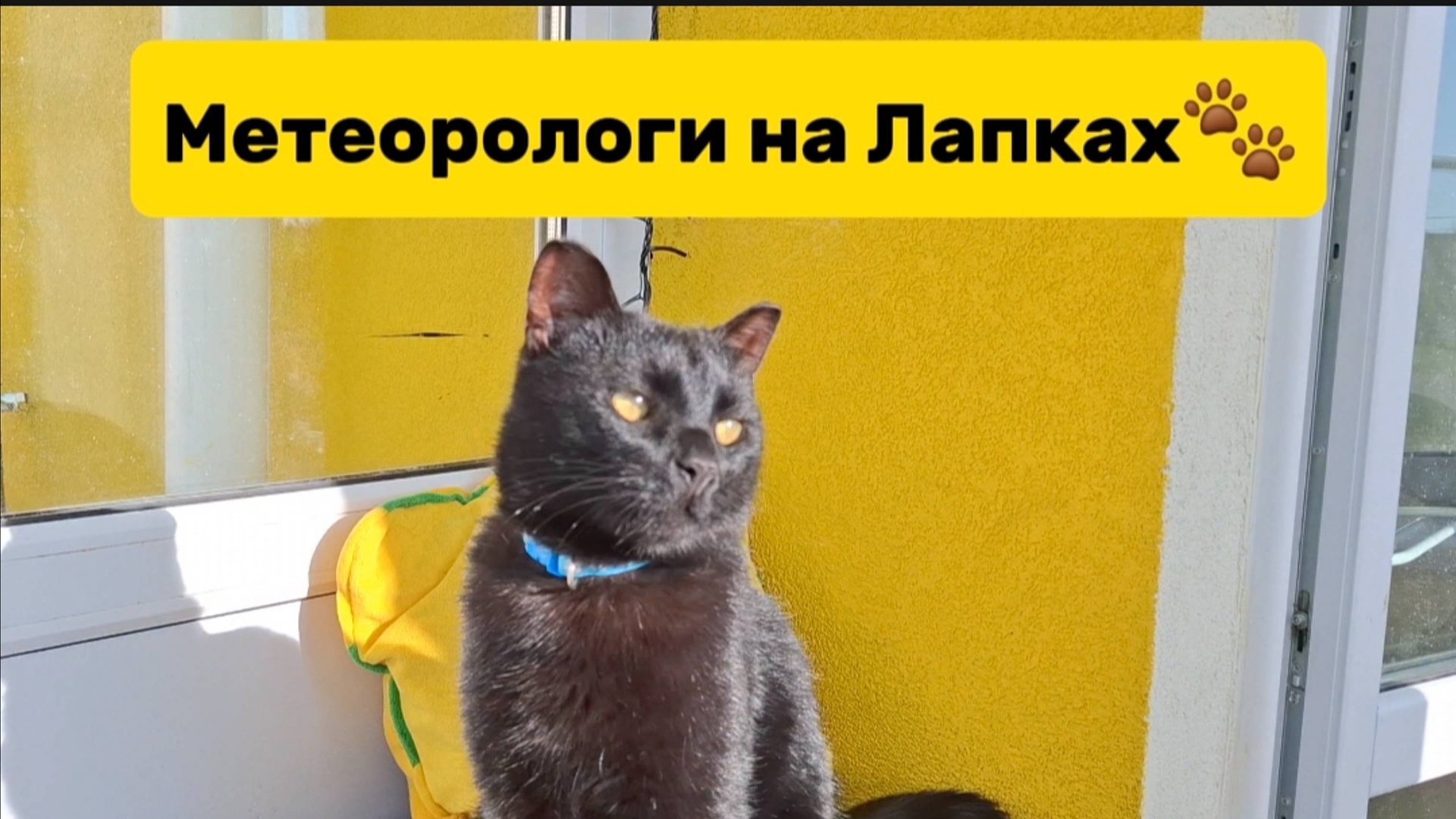 Петербургские Коты: Метеорологи на Лапках  ☔️🌞🌬️