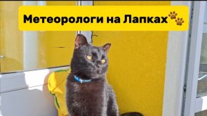 Петербургские Коты: Метеорологи на Лапках  ☔️🌞🌬️