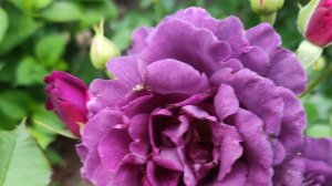 РОЗЫ. ПОДКОРМКА ВО ВРЕМЯ БУТОНИЗАЦИИ И ОКРАШИВАНИЯ БУТОНОВ.