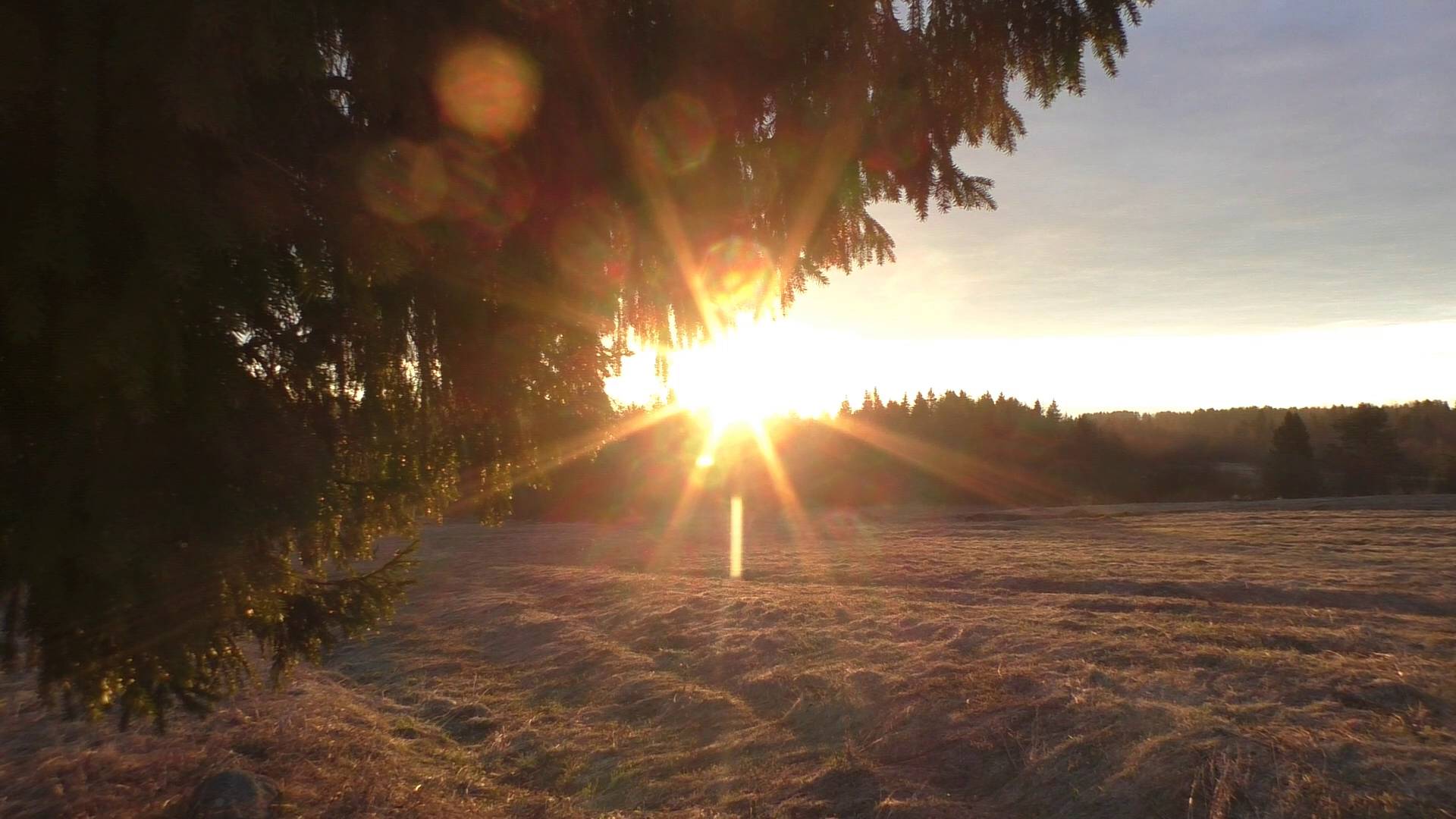 Открытие сезона видео охоты 2025. Первые кадры с фотоловушек. смотреть онлайн