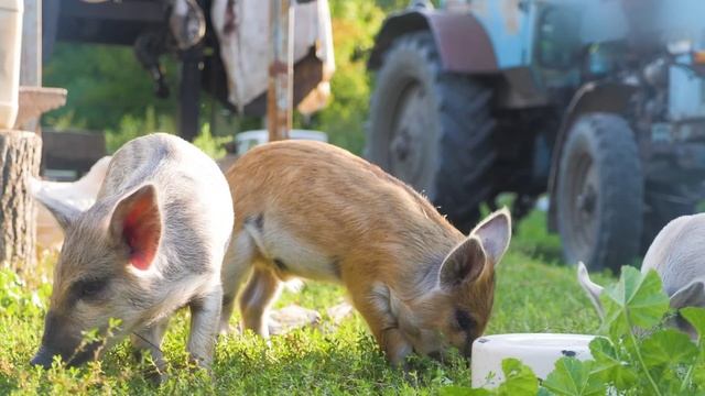 Mehemmed Cavadov - Turanım смотреть онлайн