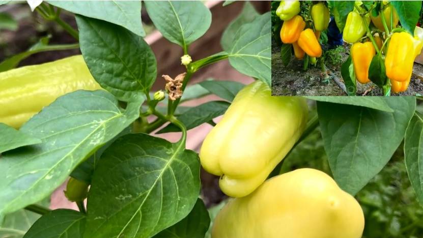 Первый урожай перчика. И ураганный ветер в Питере и ЛО смотреть онлайн