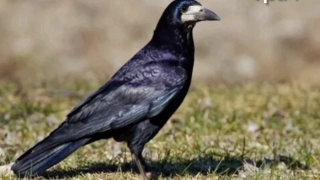 Птицы Белгородской области (2 часть)