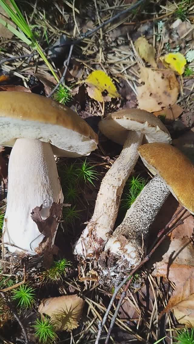 Подберезовики тое сть суп набор 2024 смотреть онлайн