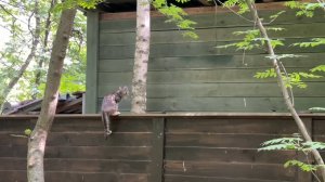 Лиса-Алиса. Маленькая полосатая гостья перелезла через забор