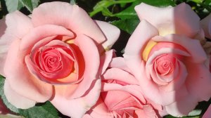 Роза Поэзия (Poesie)