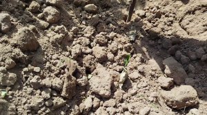 Роторный окучник. Результаты третьего окучивания 25 год.