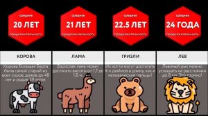 Сравнение_ Время Жизни Животных