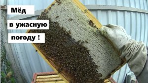 Двухматочная семья снова даёт мёд.