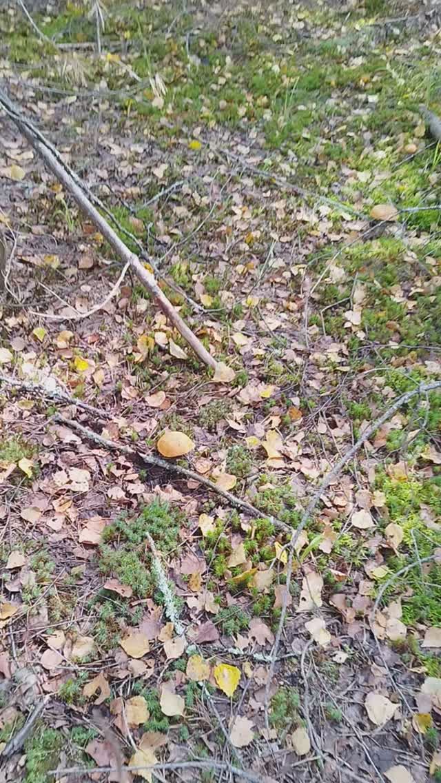 В основном подосиновики Грибы 2024 смотреть онлайн