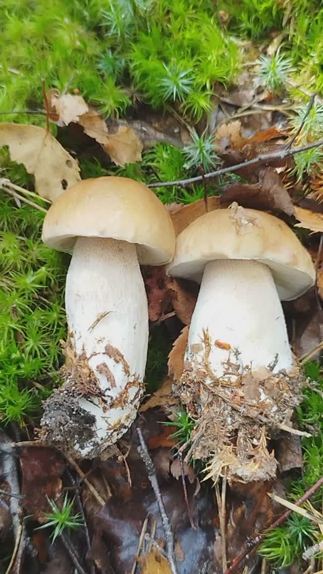 нОВАЯ ВОЛНА БЕЛЫХ ГРИБОВ смотреть онлайн