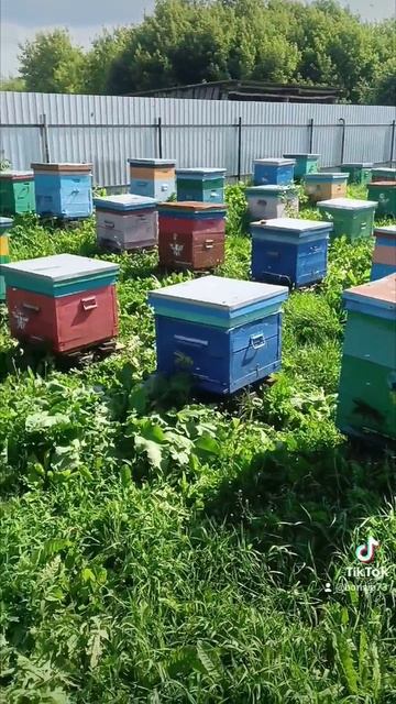 🐝🐝🐝🐝🐝🐝♥️ смотреть онлайн