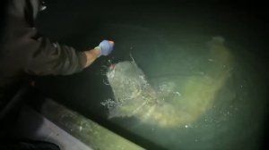 Кадры, которые шокировали интернет. Самые большие сомы, снятые на видео!