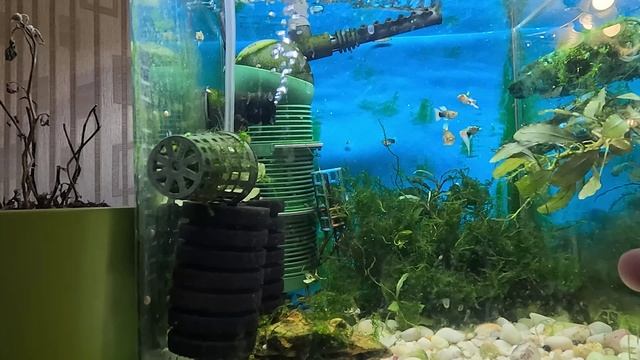 Мох Рикардия и другие виды мха смешав в аквариуме получил непонятную кашу из мхов. Обзор аква мхов. смотреть онлайн