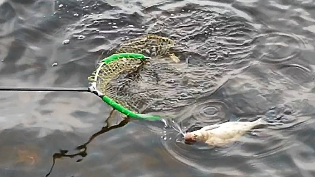 Фидерная рыбалка близ г. Калязин 07.25