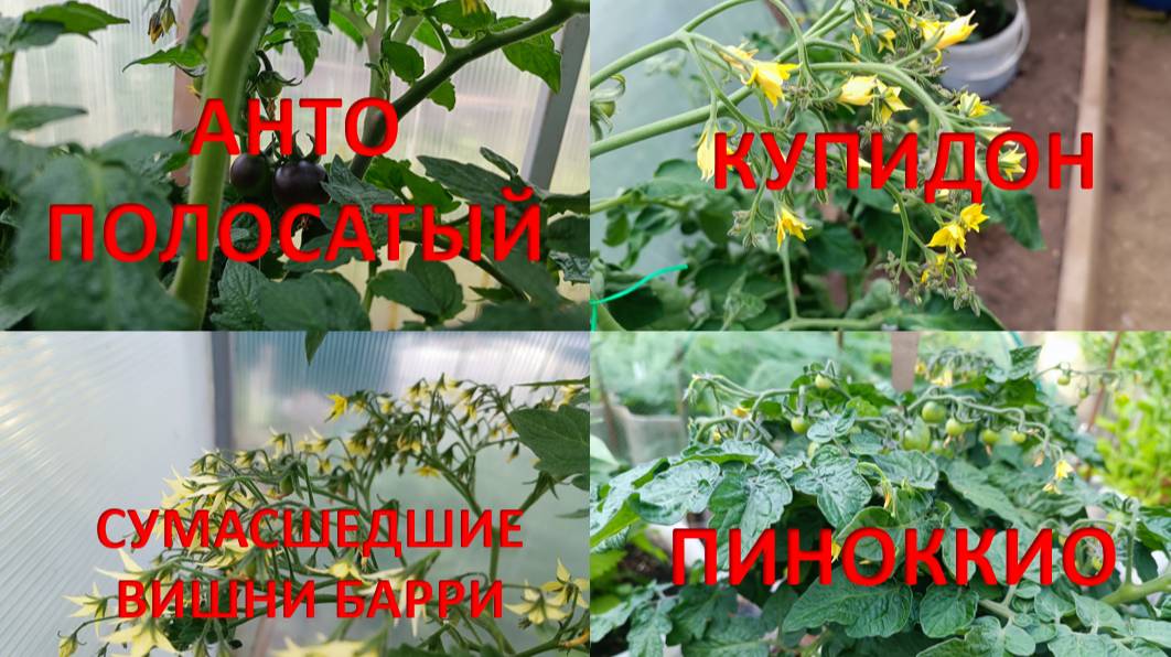 Томаты Анто полосатый, Пиноккио, Сумасшедшие вишни Барри, Купидон смотреть онлайн