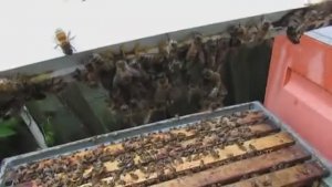 пчела Элгон на ячейке 5,16 мм - подставляю белково дрожжевую подкормку , 3.06.2025