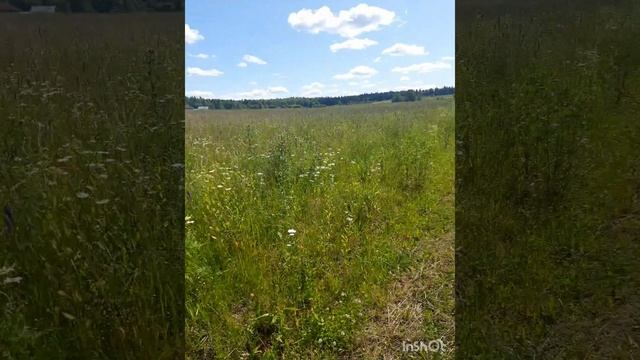 Июль _ самый жаркий месяц лета☀️💛💚🌳.mp4 смотреть онлайн