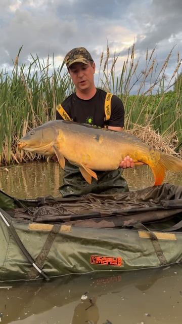 Поймали Огромного Карпа 16++ Кг