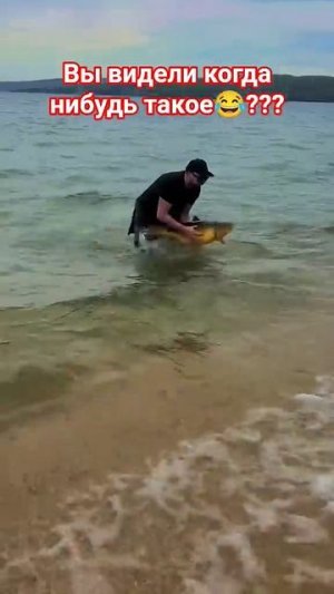 Поймал руками сазана на 20 кг!!! Вот это удача!!! #рыбалка